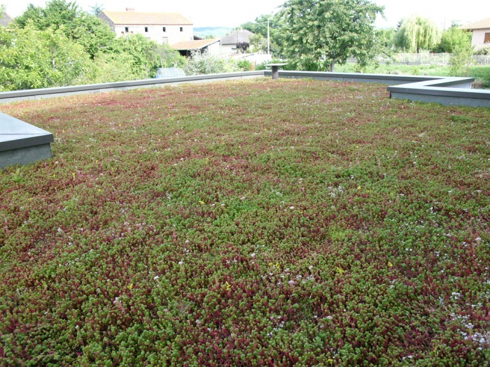 R�novation et extension �cologique tr�s haute performance �nerg�tique. : Toiture terrasse v�g�talis�e